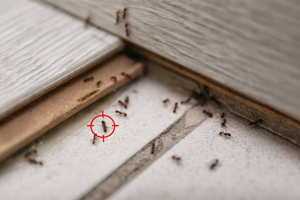 Sulphur Springs, AR Pest Control Company