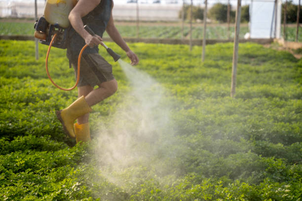 Best Affordable Pest Control Services  in Sulphur Springs, AR