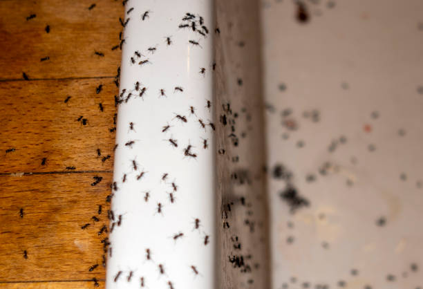 Best Exterminator Services  in Sulphur Springs, AR