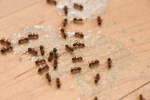 Best Residential Pest Control  in Sulphur Springs, AR